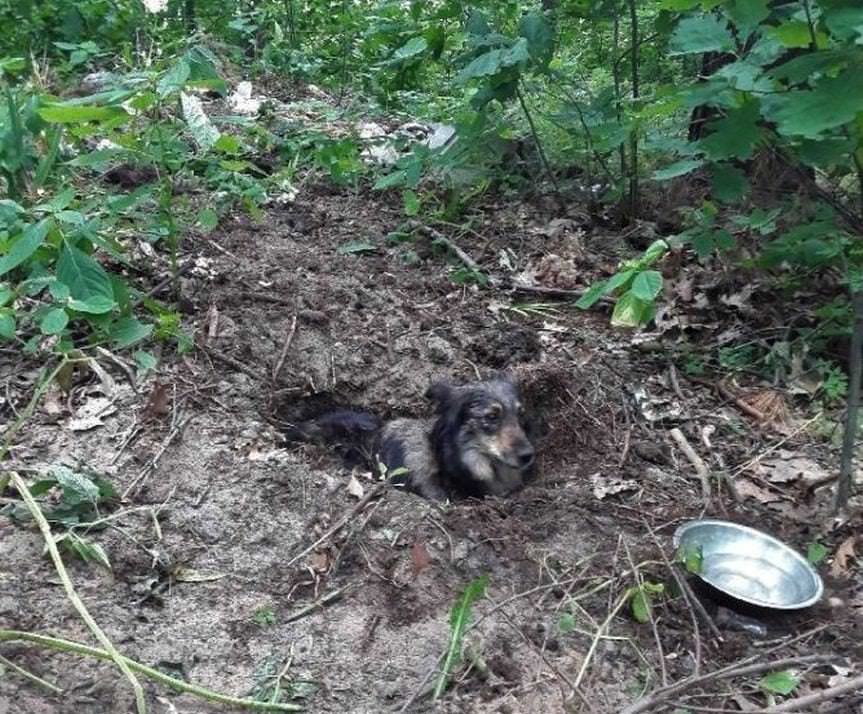 Huta Komorowska. Policja ustala kto zakopał w lesie żywego psa