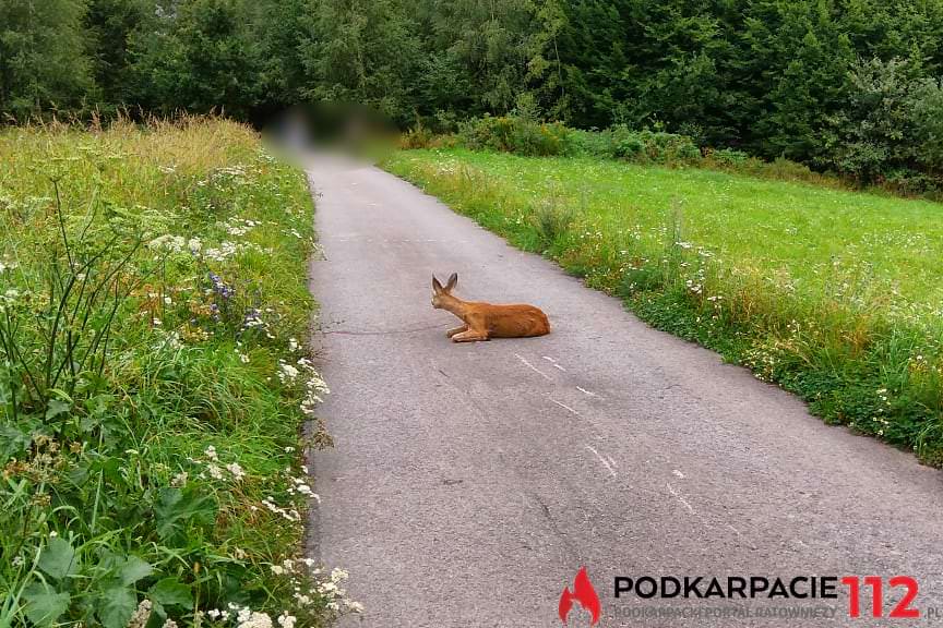 zderzenie z sarną w Odrzykoniu