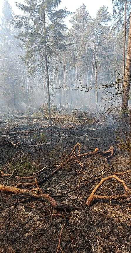 Pożar lasu w Chotowej