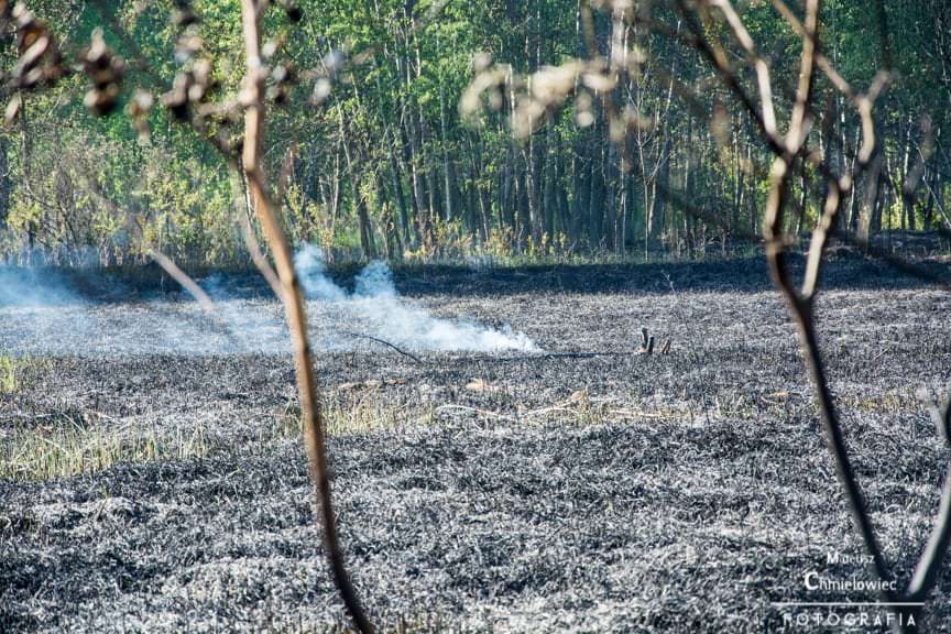 Pożar nieużytków nad Jeziorem Tarnobrzeskim