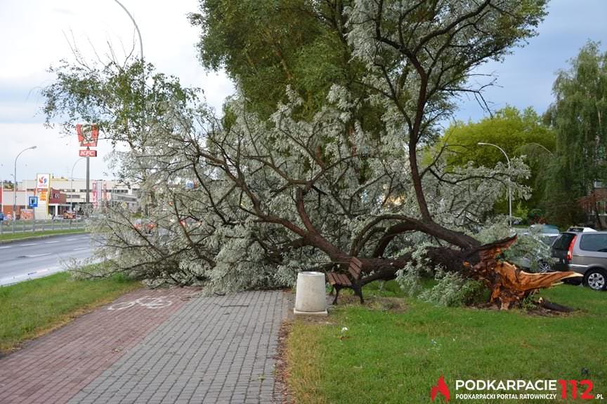 powalone drzewo na ulicy Jana Pawła II