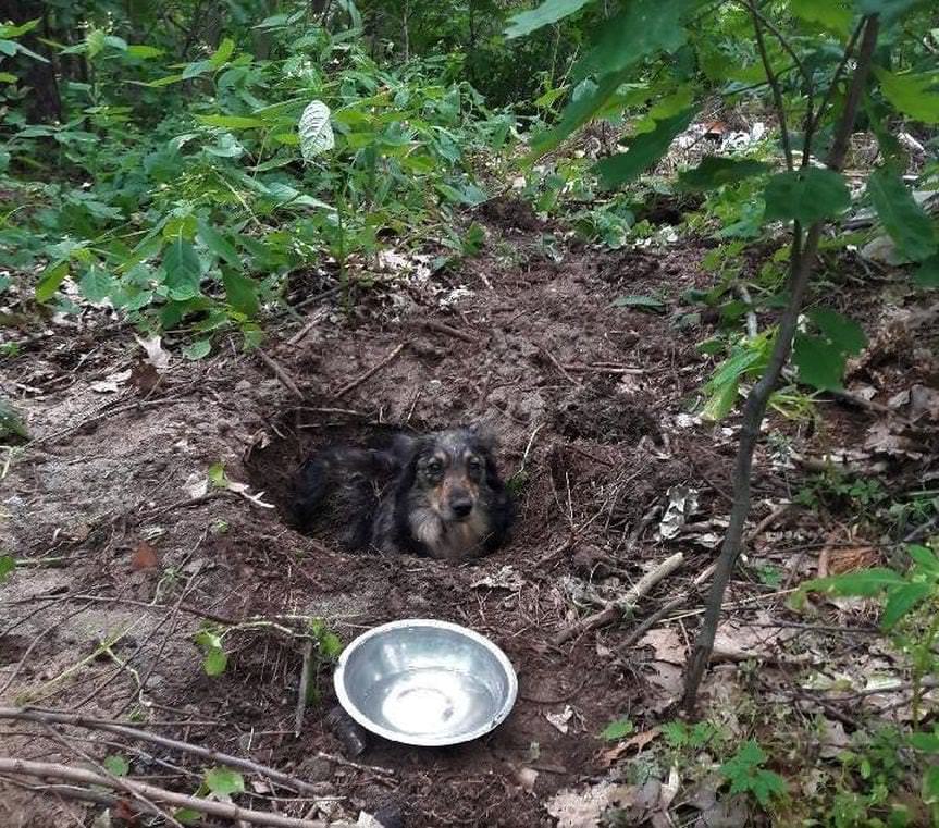 Huta Komorowska. Policja ustala kto zakopał w lesie żywego psa