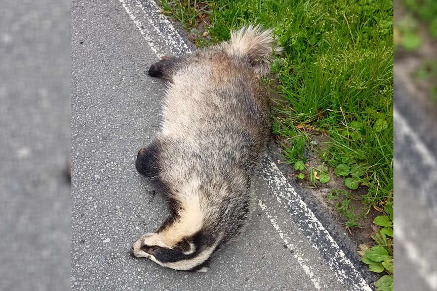 Martwy borsuk na jezdni w Krośnie