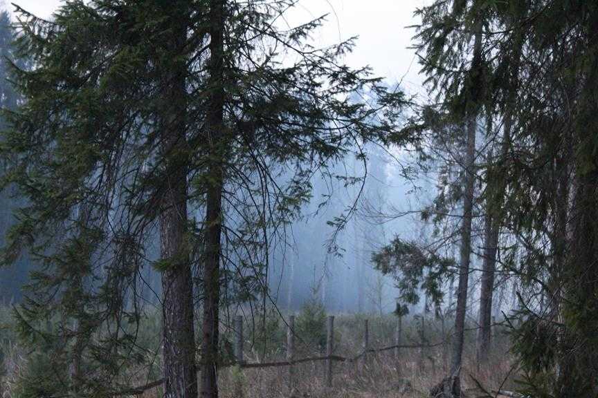 Olbrzymi pożar lasu, spłonęło około 50 hektarów -w akcji udział brał dron strażacki 