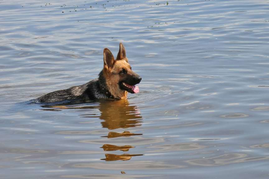 Pies w rzece, pomogli policjanci
