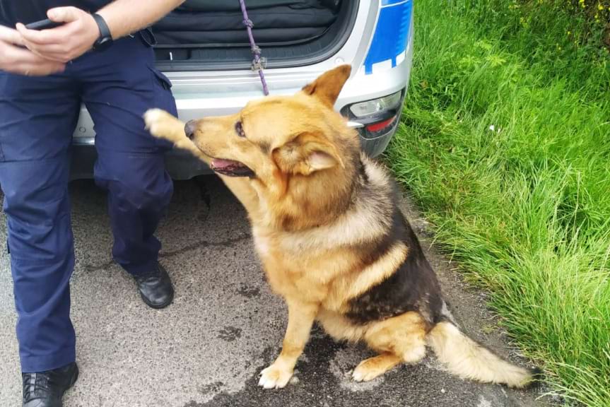 Policjanci znaleźli psa. Teraz szukają właściciela