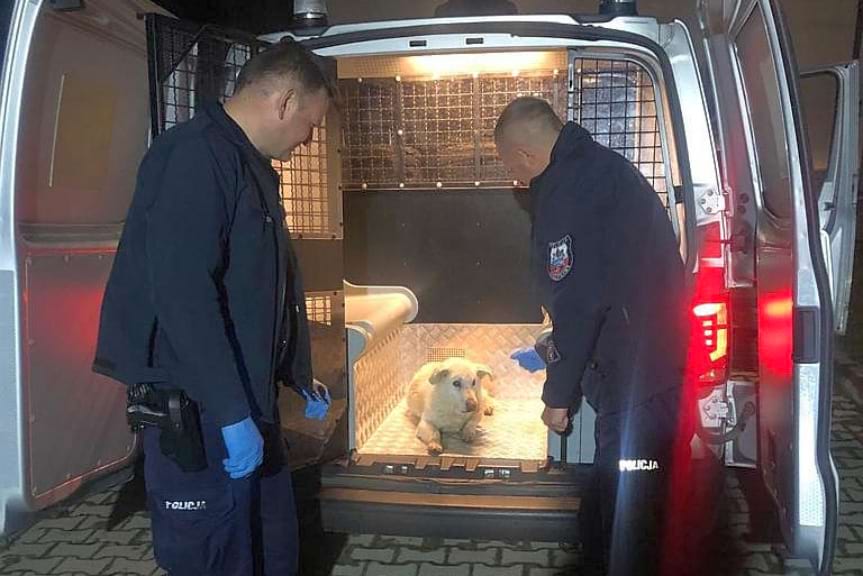 Pomogli psu, który błąkał się po drodze