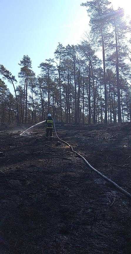 Pożar lasu w Chotowej - akcja trwała trzy dni 