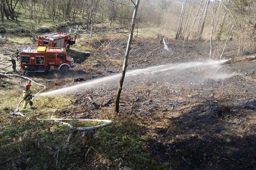 Pożar lasu w Magurskim parku narodowym 