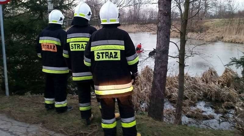 Strażacy uratowali łosia w dębinie