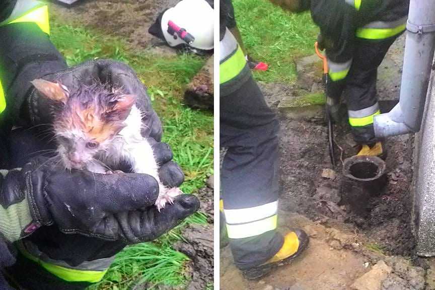 Umieszcz. Strażacy uratowali kota z pułapki
