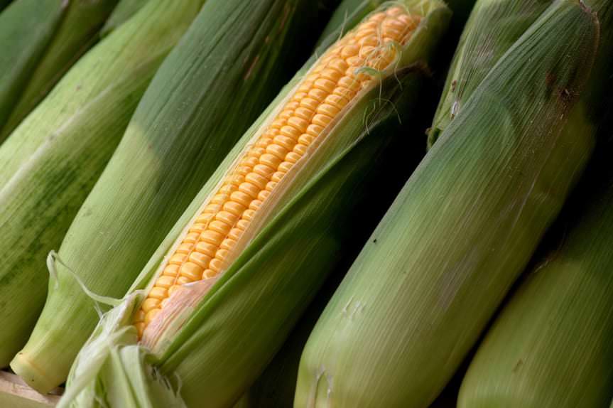 Złodzieje kukurydzy zatrzymani