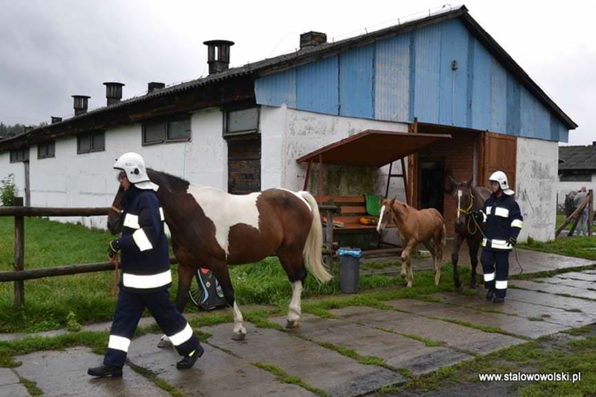 Ewakuacja zwierząt z gospodarstwa