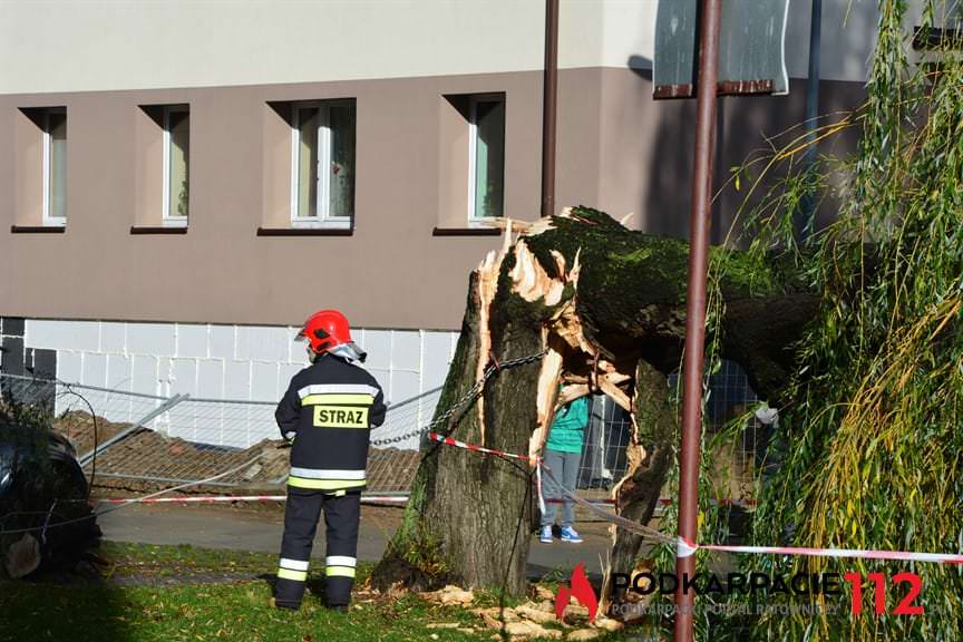 Powalone drzewo na ulicy Hanasiewicza 