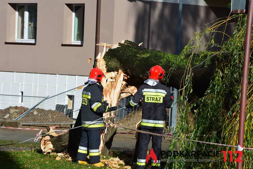 Powalone drzewo na ulicy Hanasiewicza 