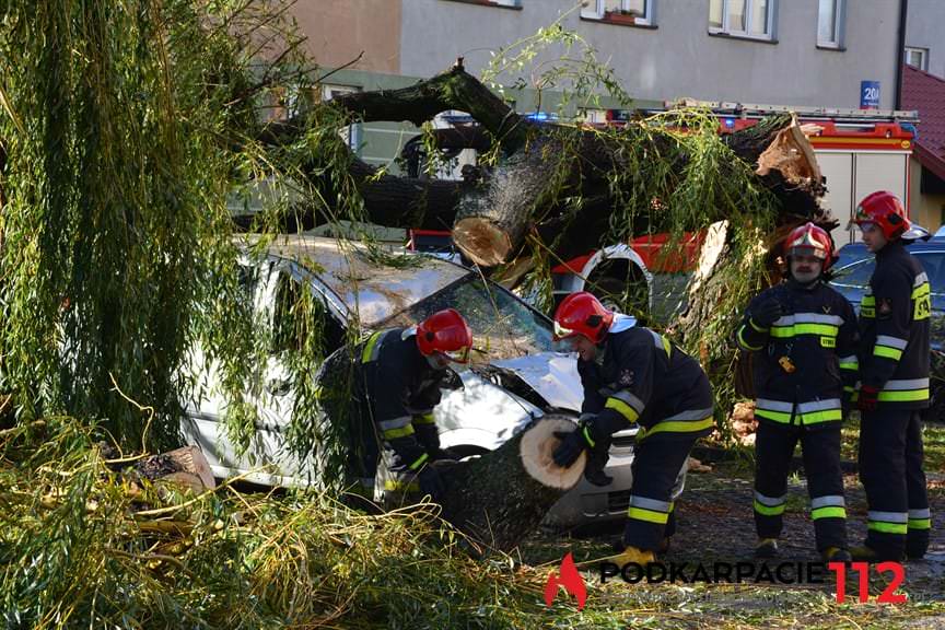 Powalone drzewo na ulicy Hanasiewicza 