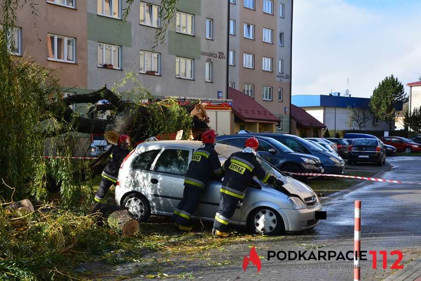 Powalone drzewo na ulicy Hanasiewicza 