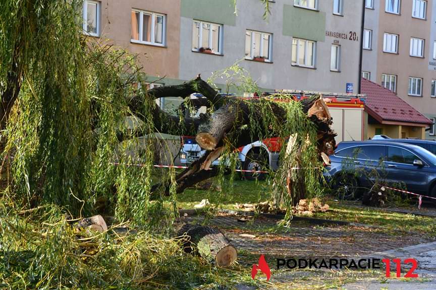Powalone drzewo na ulicy Hanasiewicza 
