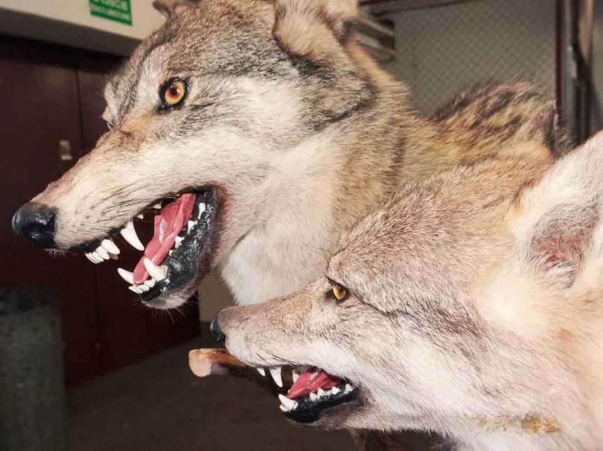 Spreparowane głowy wilków