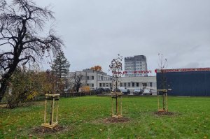 Jesienne nasadzenia drzew w Rzeszowie