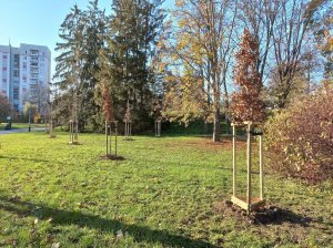 Kolejne pół tysiąca drzew zostanie posadzonych w Rzeszowie