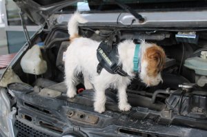 Nowa funkcjonariuszka w podkarpackiej KAS. Do służby wstąpiła Honi - jack russell terrier