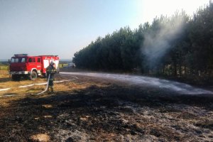 Pożar traw w pobliżu lasu