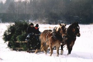 Rozpoczęłą się sprzedaż choinek z lasu