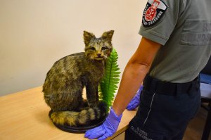 Torebka z pytona i wypchany żbik przechwycone na granicy