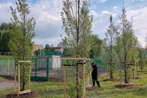 W piątek Piknik Ekologiczny Sadzimy Rzeszów