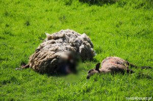 Wilki zagryzły blisko 20 owiec w Iskrzyni