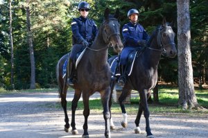Wspólne patrole Policji i Straży Leśnej