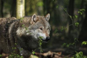 Zarzuty dla myśliwego podejrzanego o uśmiercenie wilka