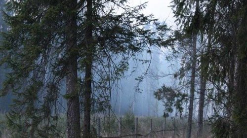 Olbrzymi pożar lasu spłoneło około 50 hektarów 